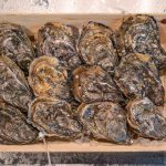 OSTRICHE KYS - BRETAGNA